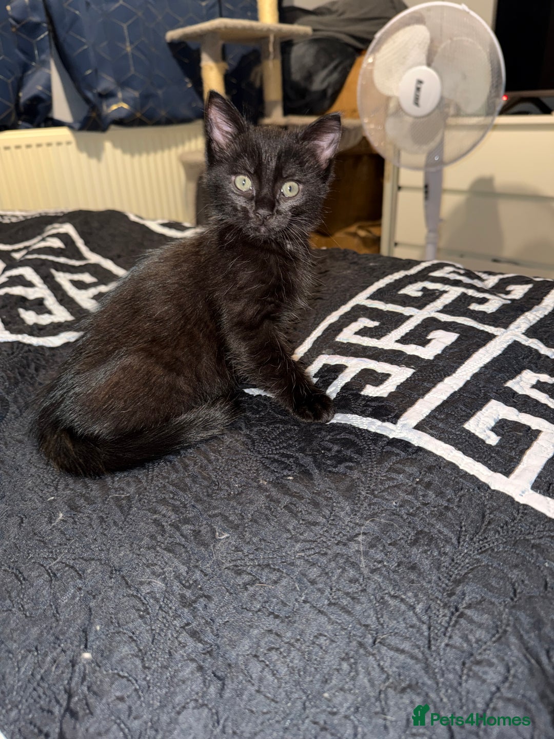 Ragdoll cats for sale: Beautiful ragdoll x domestic shorthair kittens - Image 3