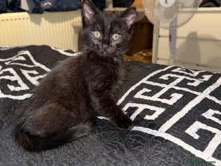 Ragdoll cats - Advert 16