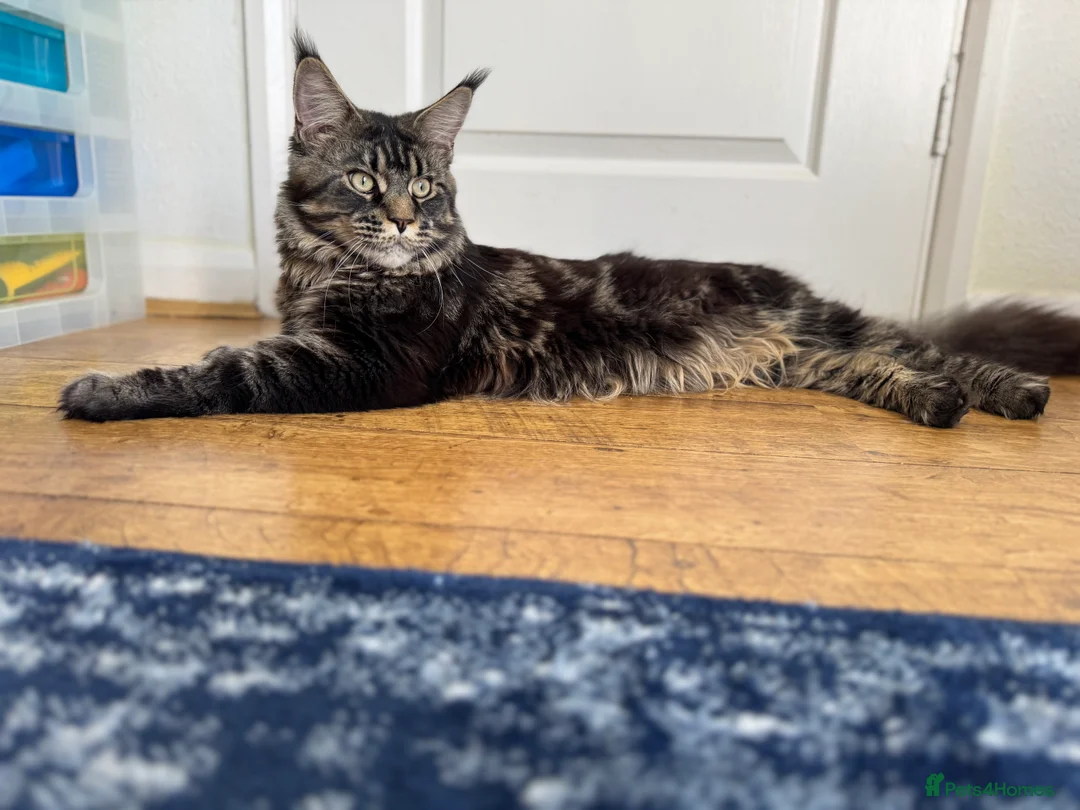 Maine Coon cats for sale: 1 left Purebred Maine Coon Kittens - TICA 🐾 - Advert 7