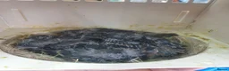 Mixed Breed birds for sale:  canary and linnet - Advert 4