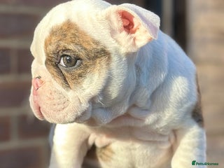 English Bulldog dogs 🌟 health tested parents 🌟 Ready Now!🌟 - Advert 14