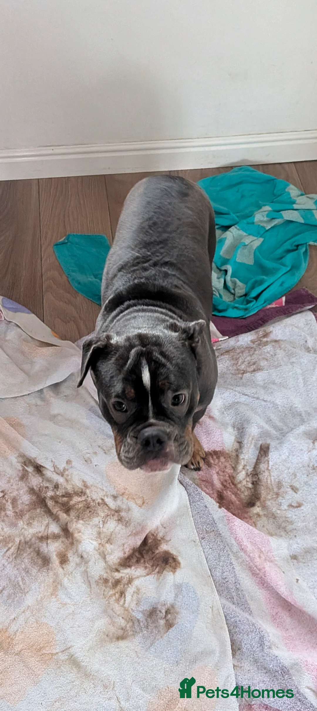 Mixed Breed dogs for sale: **10 months old bulldog cross** - Advert 4