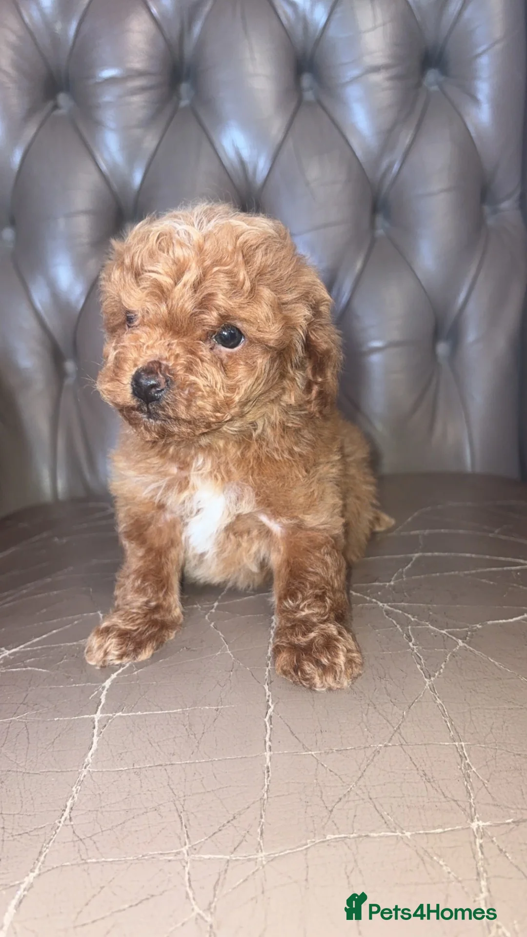 Cockapoo dogs for sale: F1B Deep Red Cockapoo Female  - Advert 1
