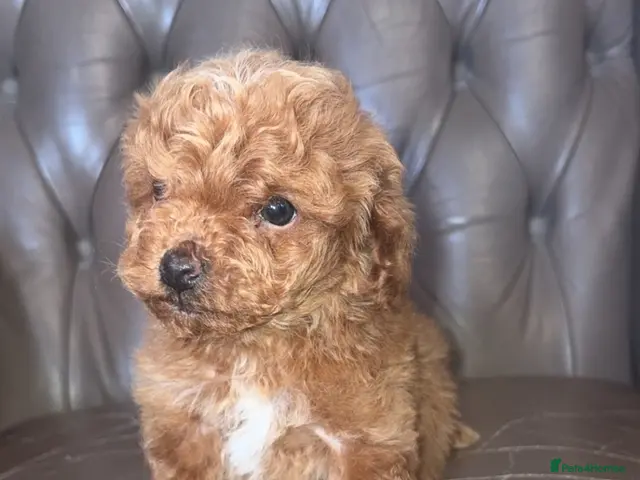 Cockapoo dogs F1B Deep Red Cockapoo Female - Advert 1