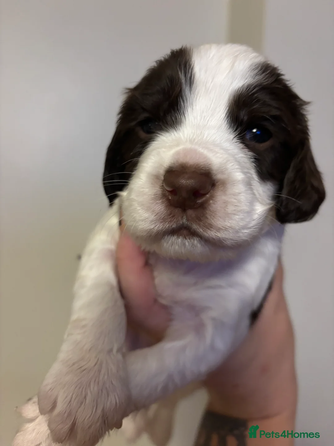 Sprocker dogs for sale: Liver and white sprocker spaniels  - Advert 2