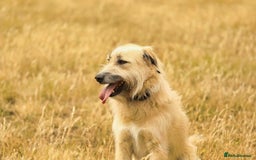 Mixed Breed dogs for adoption: 💙🐶 COOPER 🐶💙 - Image 16