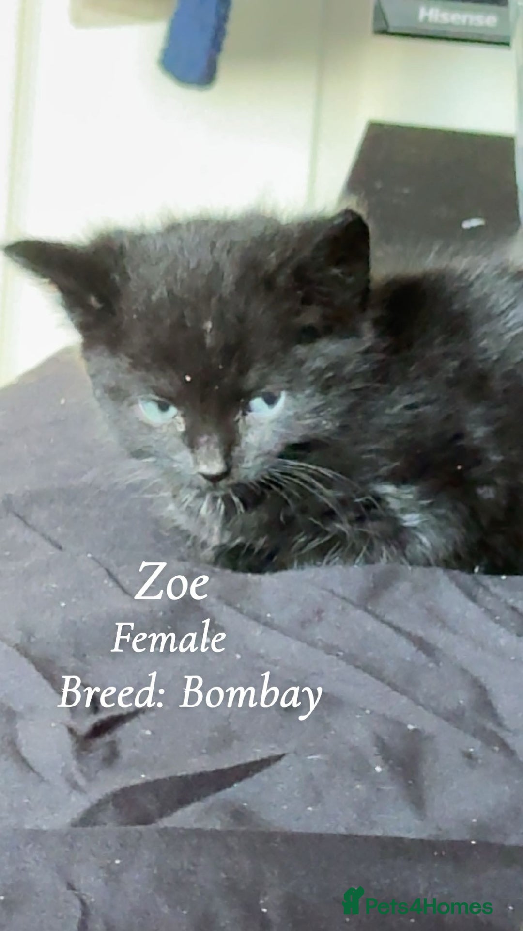 Bombay cats for sale: 4 beautiful fur babies  - Image 3