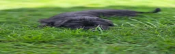 Lurcher dogs for sale: Deerhound Greyhound Collie/Bedlington  - Advert 17