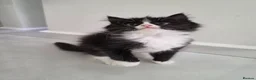 Persian cats for sale: Adorable Persian Cross Kittens Looking for home - Advert 7