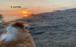 Border Collie dogs for sale: DUE 1st August Border collie Puppies - Image 39