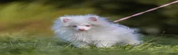 Pomeranian dogs for sale: Extremely Rare Pomeranian  - Advert 1