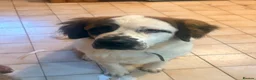 Mixed Breed dogs for sale: Urgent- Ready next week - Lab Puppies - Advert 5