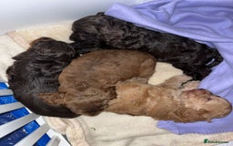 Cockapoo dogs for sale: Stunning F2 cockapoo puppies available 😍  - Image 15