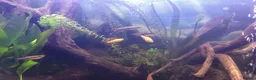 Minnows fish for sale: Minnows and Barbs free to new home in North Tawton - Advert 3