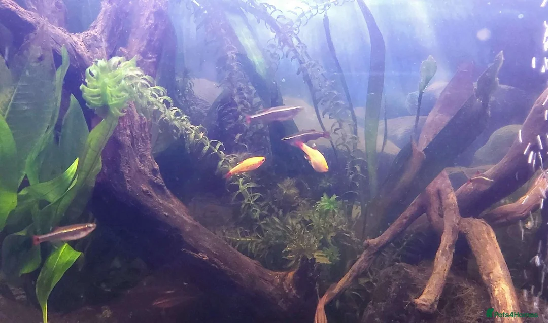 Minnows fish for sale: Minnows and Barbs free to new home in North Tawton - Advert 3