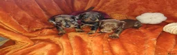 Dachshund dogs for sale: Wired haired dachshund  in Gloucester - Advert 3