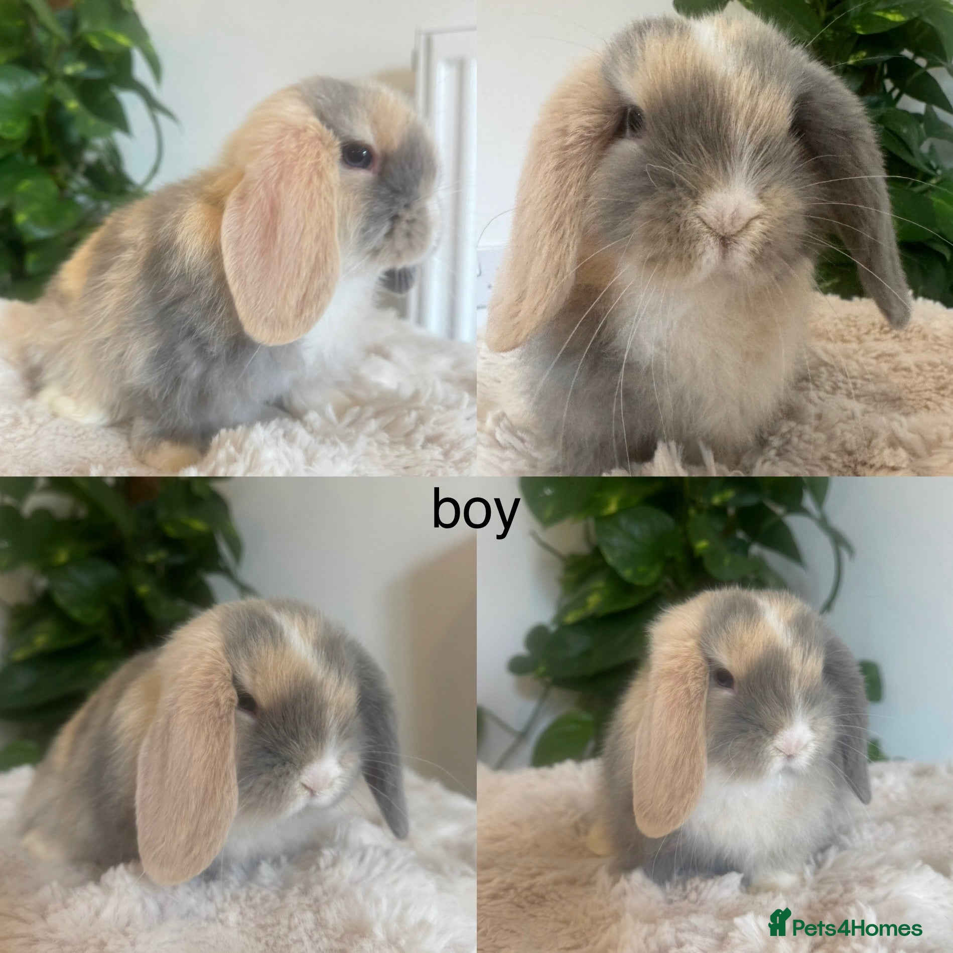 Mini Lop rabbits Mini Lop babies  - Advert 1