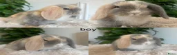 Mini Lop rabbits for sale: Mini Lop babies  - Advert 1