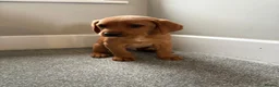 Labrador Retriever dogs for sale:  Fox red  Labrador puppys 1 AVAILABLE  - Advert 10