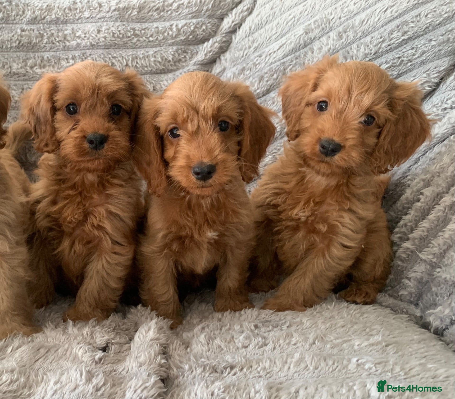 Cockapoo dogs Stunning red cockapoo puppies  - Advert 1