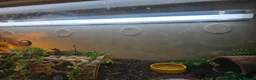 Leopard Gecko reptiles for sale: Leopard Gecko with 4ftx2ft Vivarium in Chatham - Advert 21