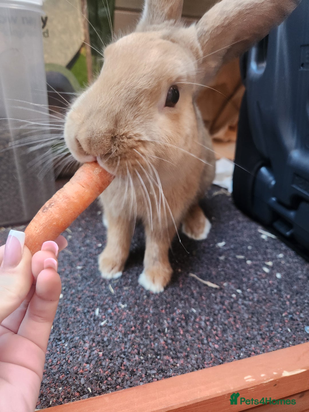 Flemish rabbits for sale: Rabbit for sale , name :fudge , LITTLEHAMPTON  - Advert 6