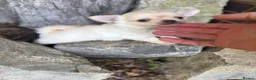 Chihuahua dogs for sale: Two Tiny Kc registered chihuahua boys - Advert 8