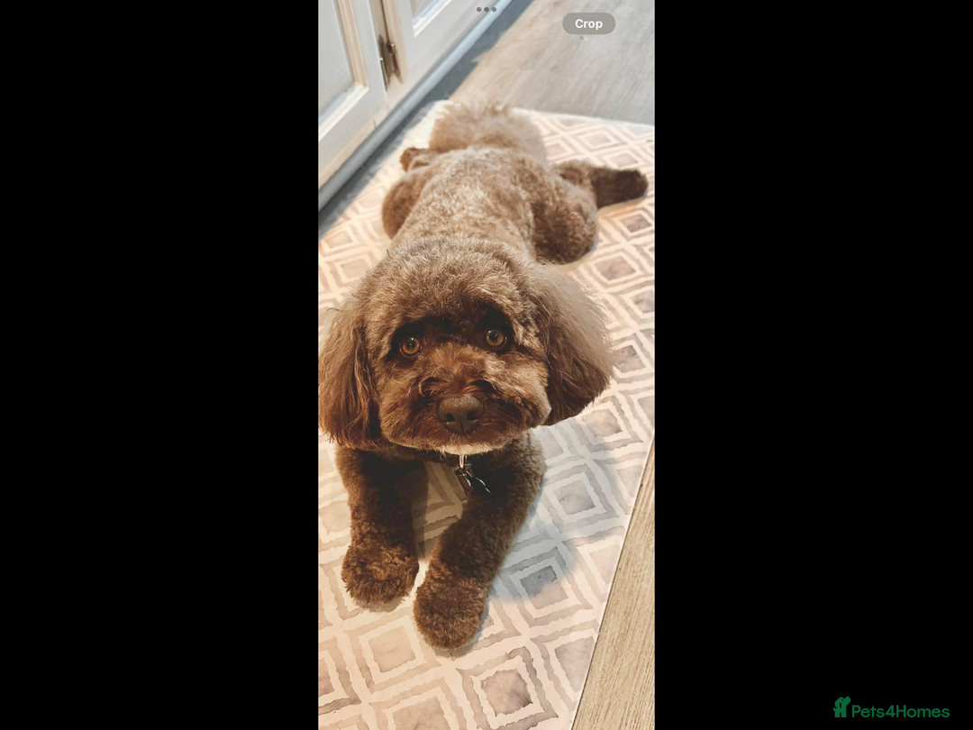 Cockapoo dogs for sale: 5* Miniature F1b Cockapoo Puppies - Advert 6