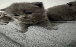 British Shorthair cats for sale: kittens for sale - Image 3