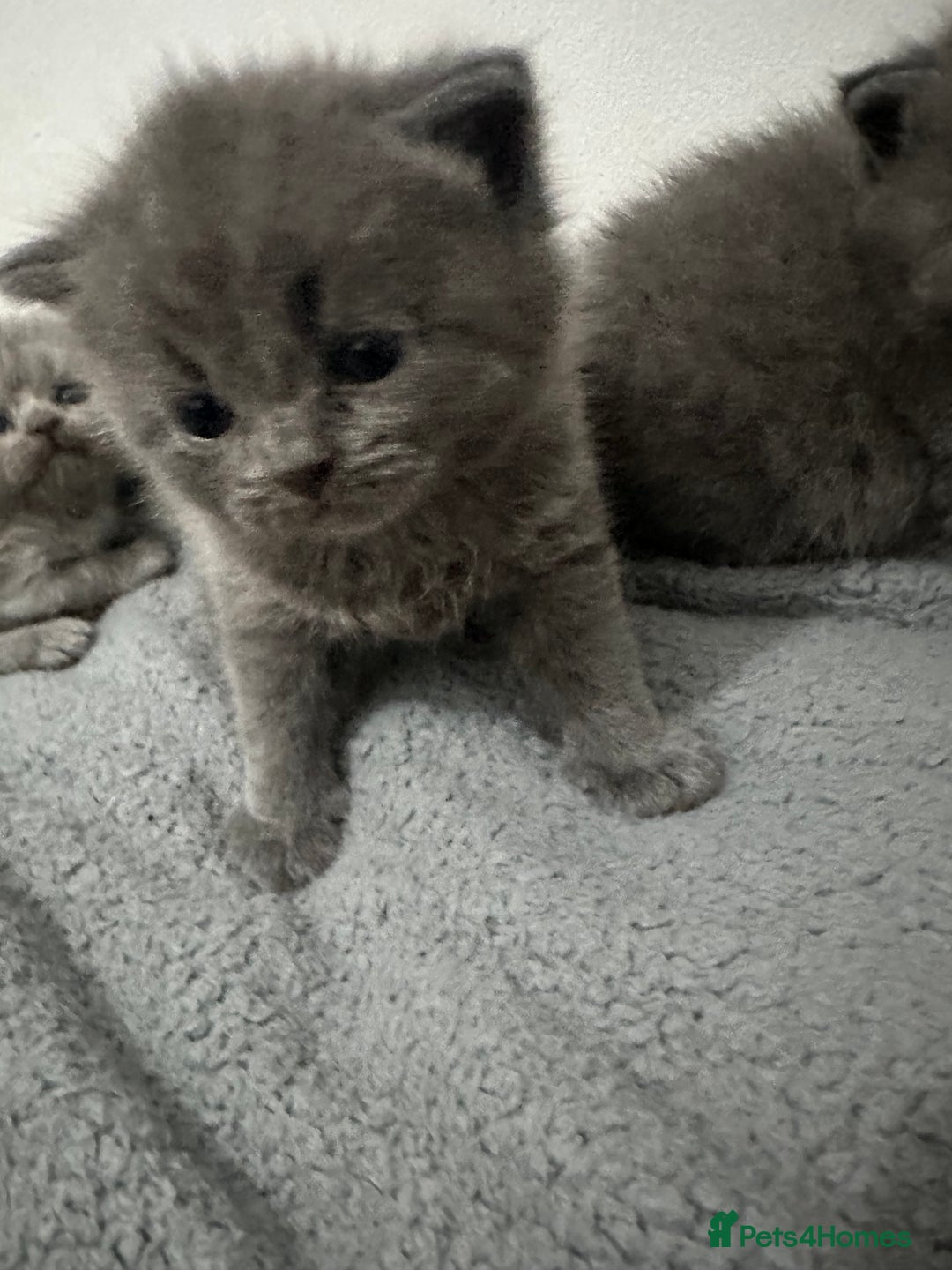 British Shorthair cats for sale: kittens for sale - Image 3