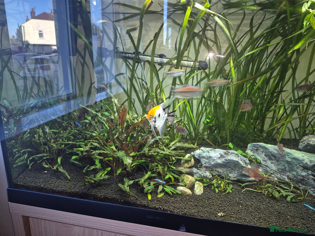 Angelfish fish for sale: Various tropical fish for sale  - Advert 1