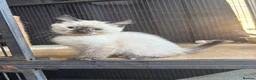 Ragdoll cats for sale: 2 beautiful ragdoll cross girls  - Advert 7
