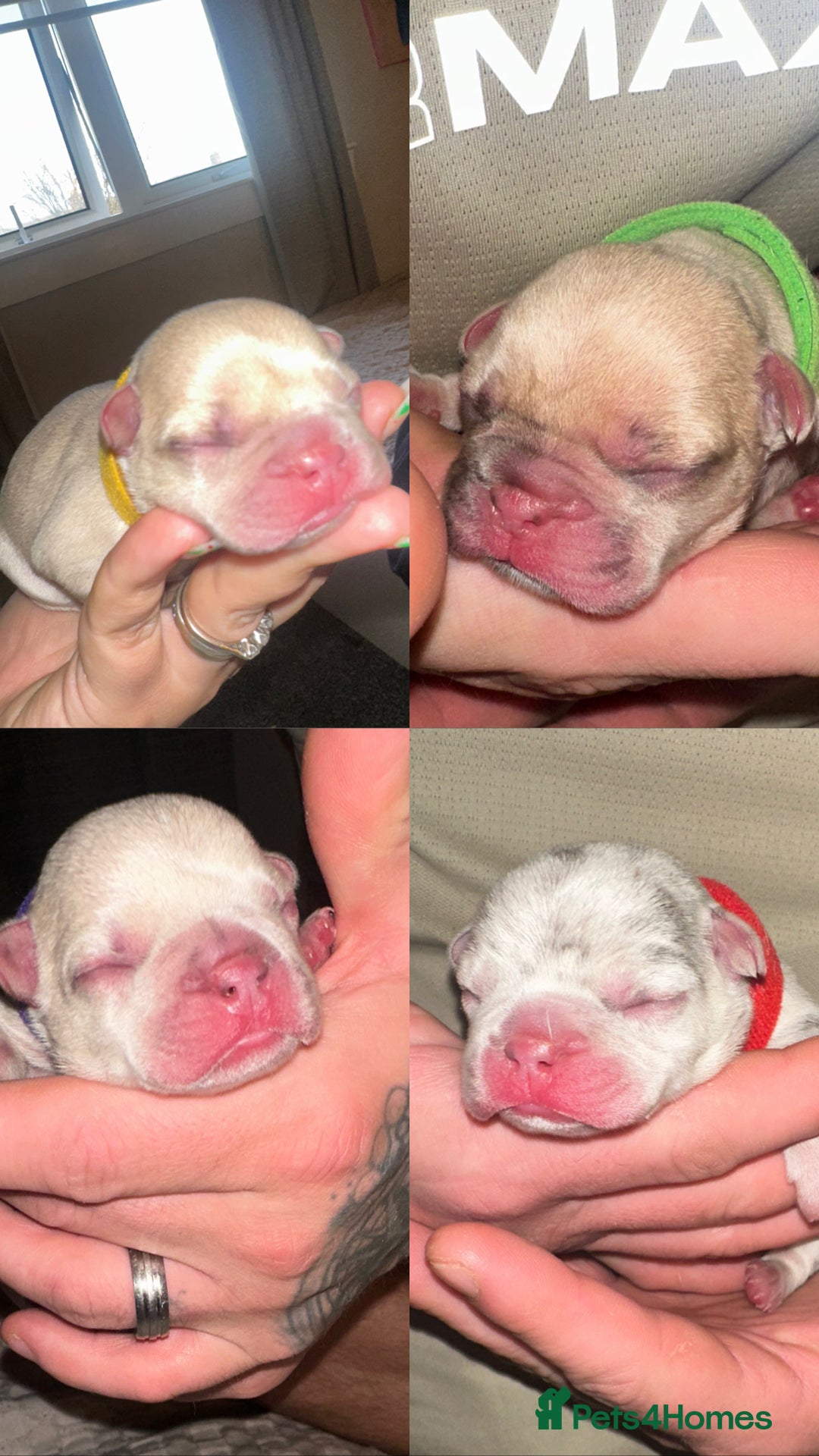 French Bulldog dogs for sale: DWKC French bulldog puppies - Advert 7