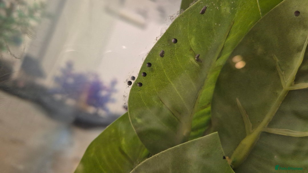 Other/Mixed Breed fish for sale: Axolotl fertilised eggs - Advert 3