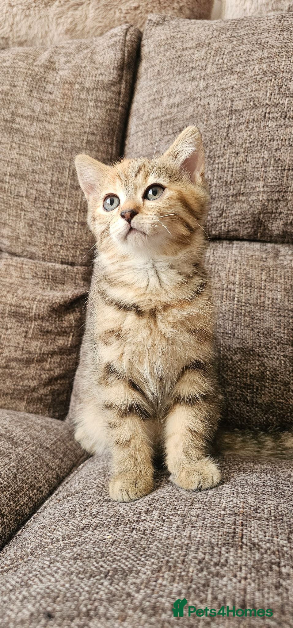 Mixed Breed cats Bengal x Scottish fold female kitten - Advert 10