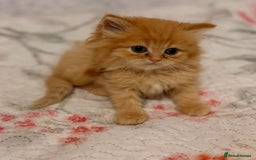Mixed Breed cats for sale: Ragdoll X Persian kittens  - Image 4