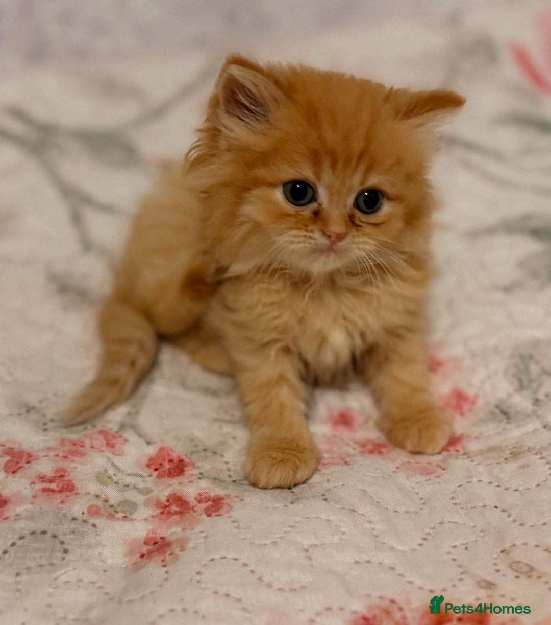 Mixed Breed cats for sale: Ragdoll X Persian kittens  - Image 4