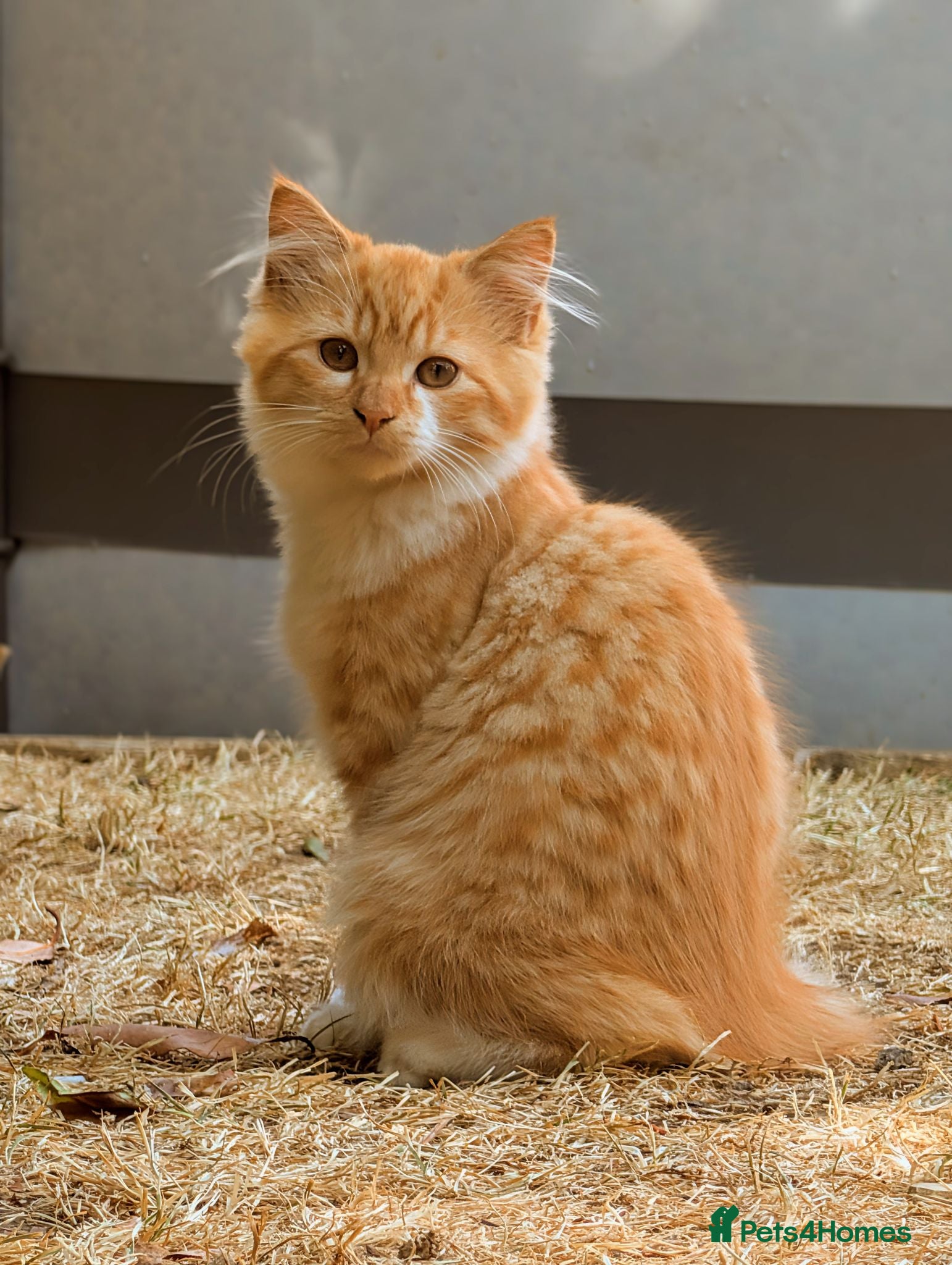 Mixed Breed cats Long fur ginger Bengal/Norwegian girl-updated pics - Advert 4