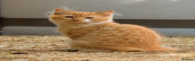 Snowfy