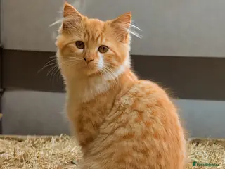 Mixed Breed cats Long fur ginger Bengal/Norwegian girl-updated pics - Advert 4