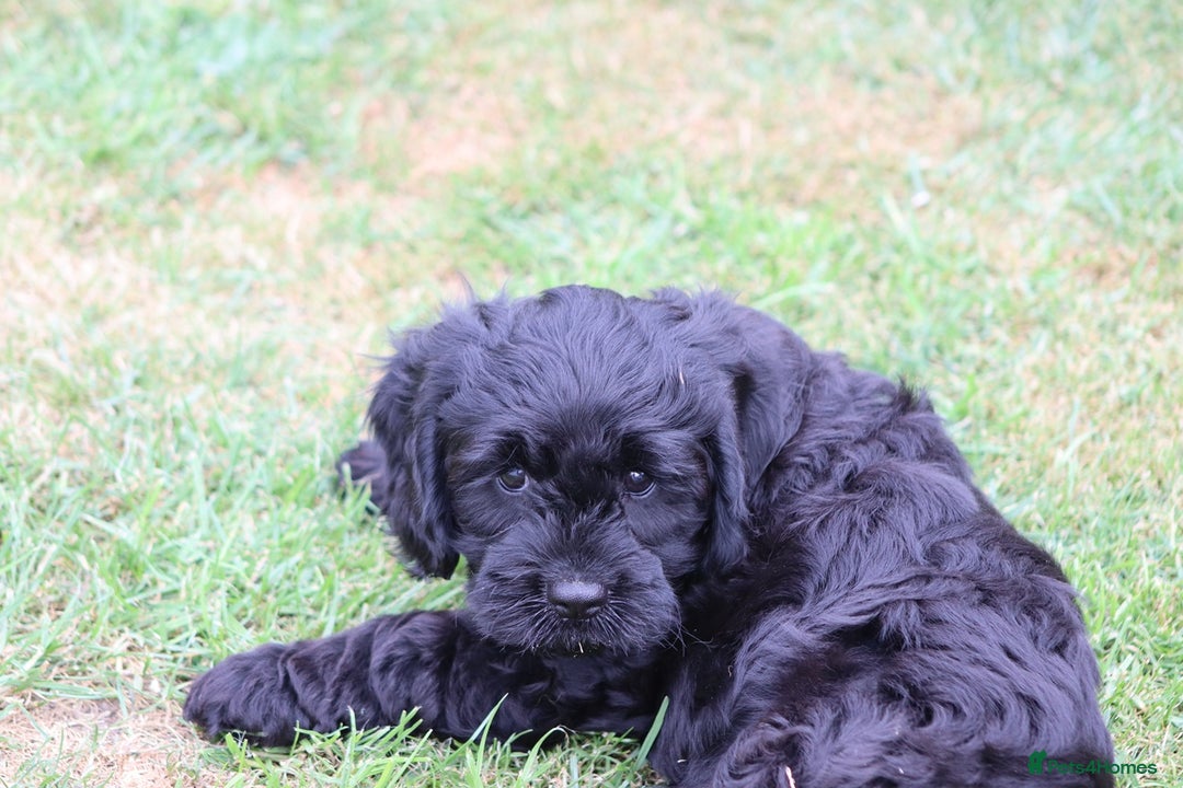 Cavapoo dogs for sale: Beautiful Cavapoo puppies for sale - Image 14