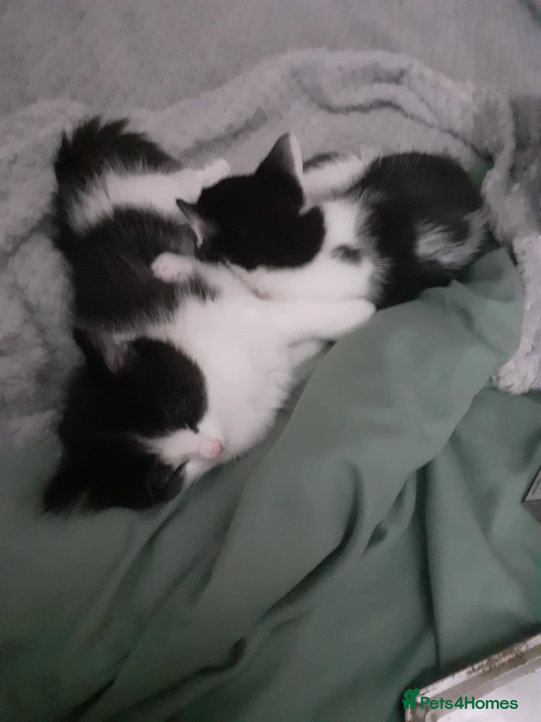 Mixed Breed cats for sale: Male and female kittens needing rehomed - Advert 2