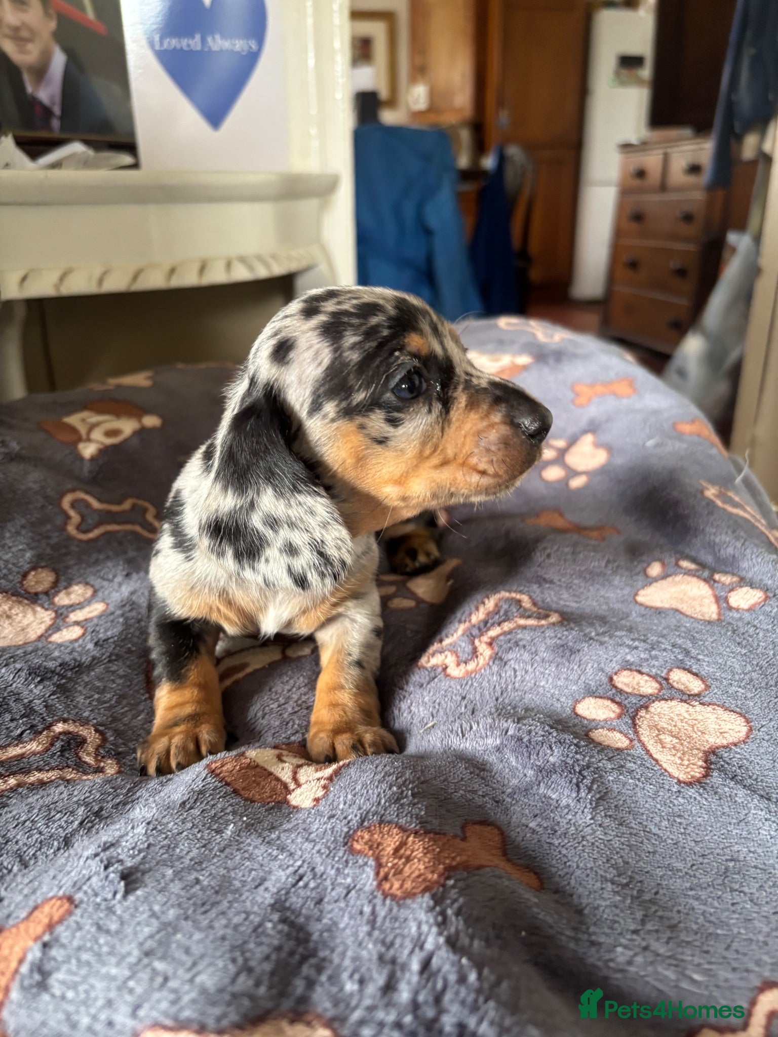 Miniature Dachshund dogs 1 left! Gorgeous Miniature Dachshund puppies - Advert 16