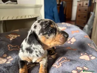 Miniature Dachshund dogs 1 left! Gorgeous Miniature Dachshund puppies - Advert 15