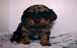 Cavapoo dogs for sale: Extensively Health tested Rare F1 Cavapoos - Image 5