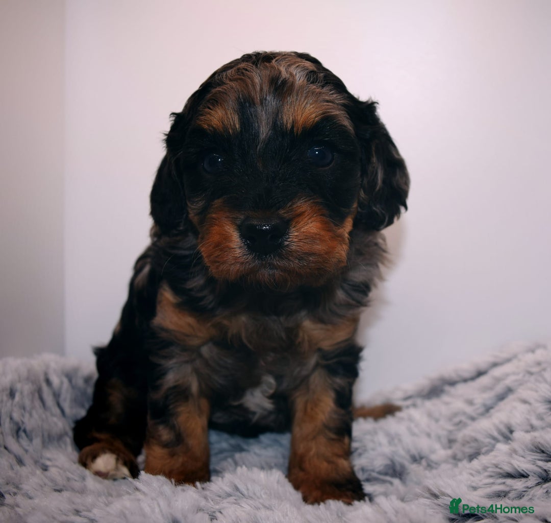 Cavapoo dogs for sale: Extensively Health tested Rare F1 Cavapoos - Image 5
