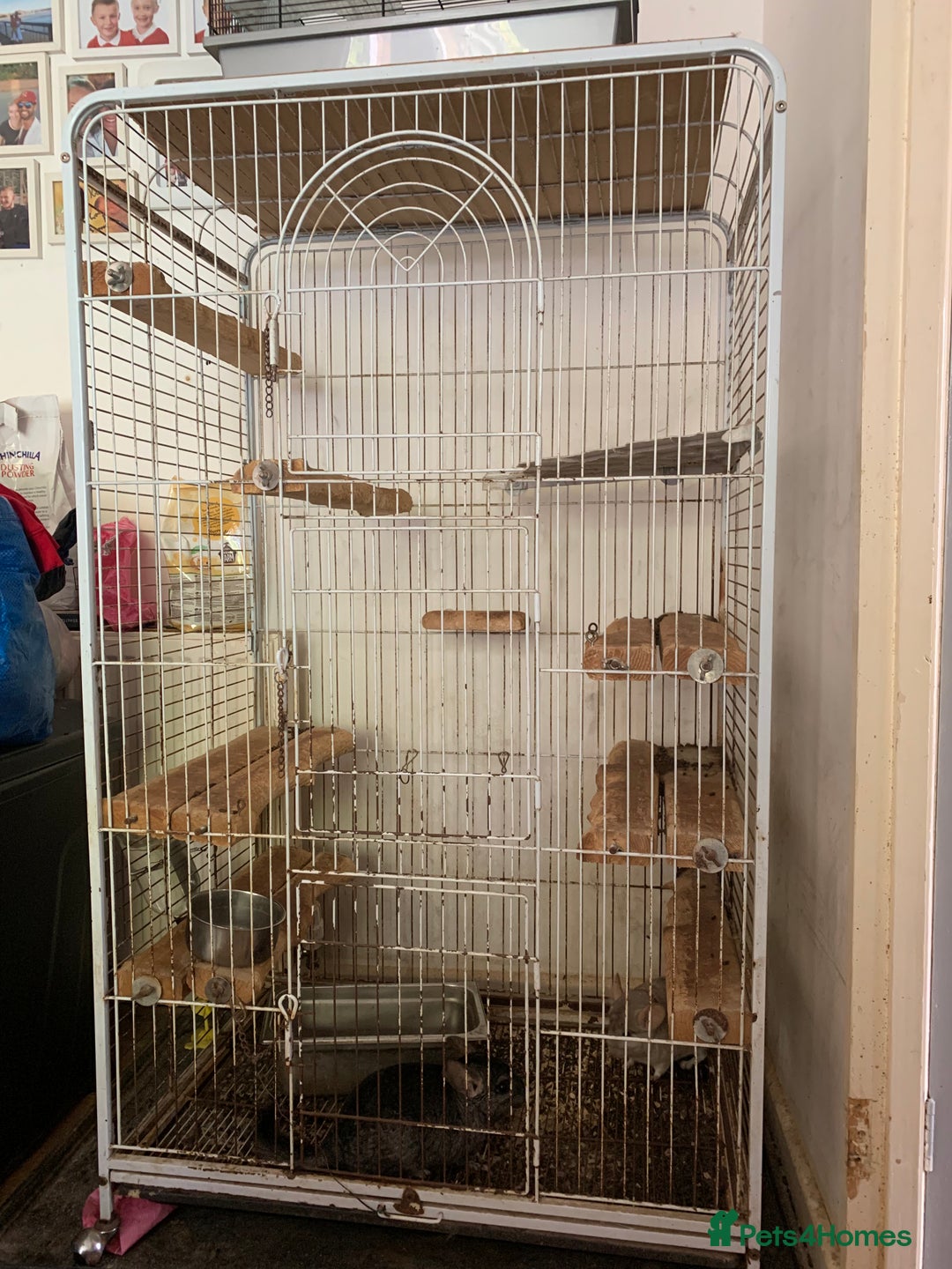 Chinchilla rodents for sale: 2 male chinchilla  - Image 6