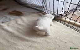 West Highland Terrier dogs for sale: KC West Highland Terrier - Image 8