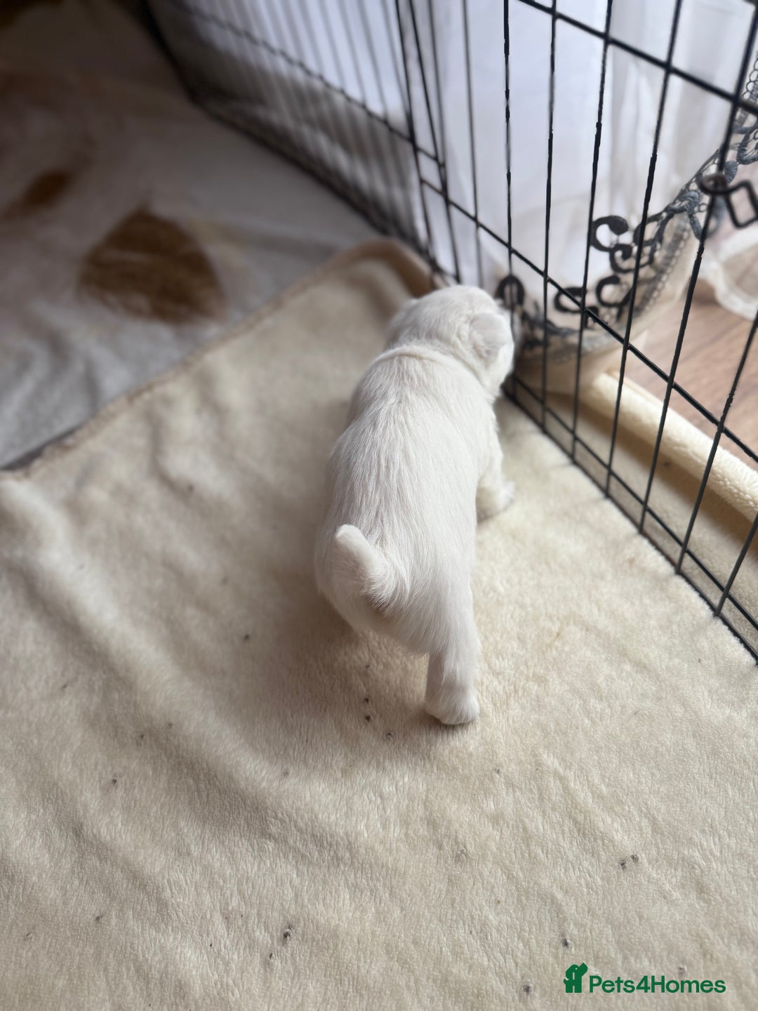 West Highland Terrier dogs for sale: KC West Highland Terrier - Image 8