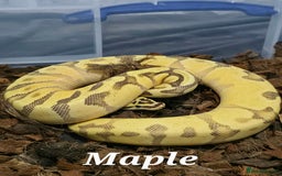 Python Snake reptiles for sale: Royal pythons for sale - Image 2